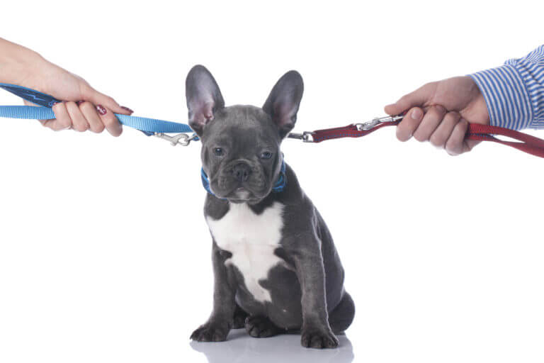 Dog Ownership Dispute - Pet Custody Laws - Dogs and Divorce